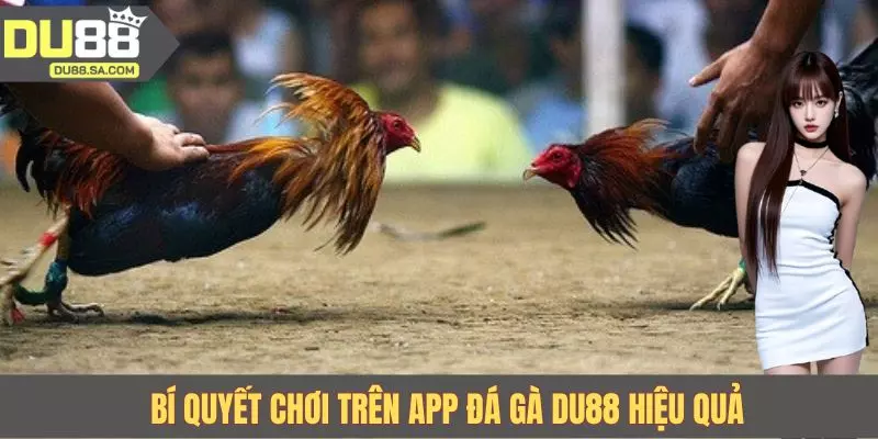 Bí quyết chơi trên app đá gà DU88 hiệu quả Bí quyết chơi trên app đá gà DU88 hiệu quả