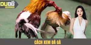 Cách Xem Đá Gà - Hướng Dẫn Chọn Chiến Kê Cho Từng Sới