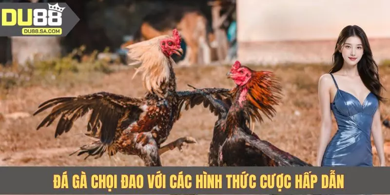 Đá gà chọi đao với các hình thức cược hấp dẫn Đá gà chọi đao với các hình thức cược hấp dẫn