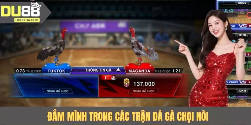 Đắm mình trong các trận đá gà chọi nòi Đắm mình trong các trận đá gà chọi nòi