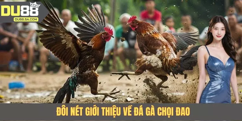 Đôi nét giới thiệu về đá gà chọi đao Đôi nét giới thiệu về đá gà chọi đao