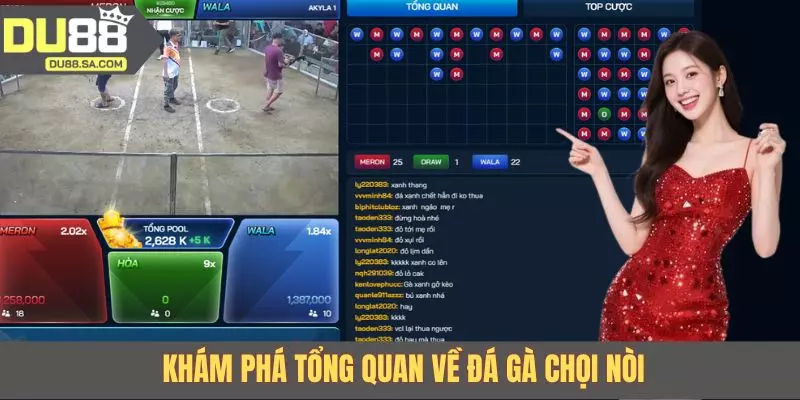 Khám phá tổng quan về đá gà chọi nòi Khám phá tổng quan về đá gà chọi nòi