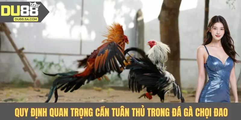 Quy định quan trọng cần tuân thủ trong đá gà chọi đao Quy định quan trọng cần tuân thủ trong đá gà chọi đao